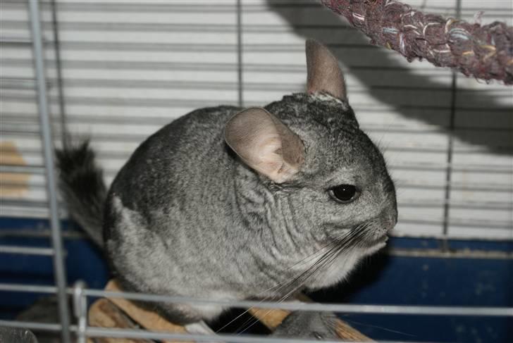 Chinchilla Jackson billede 7