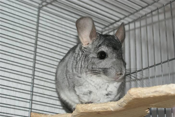 Chinchilla Jackson billede 8