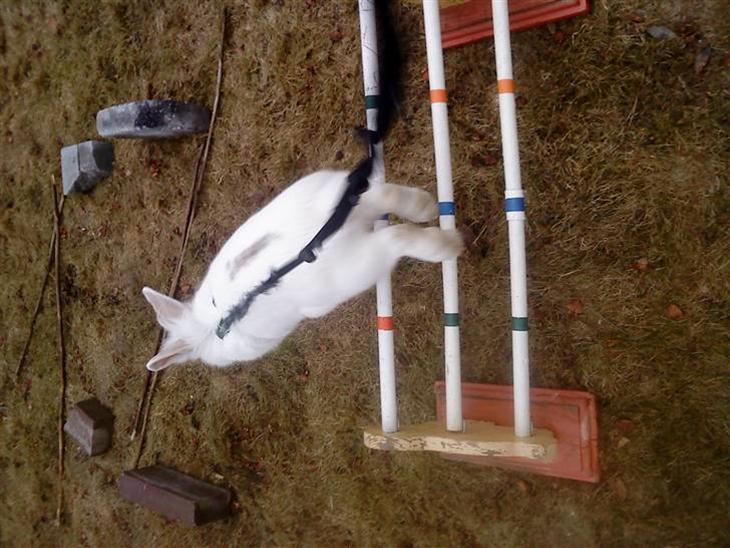 {{currentPhoto.altText}} billede {{currentPhoto.number}}