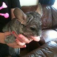 Chinchilla speedy