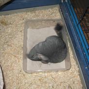 Chinchilla speedy