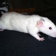 Tamrotte My Pets-dk Teddy