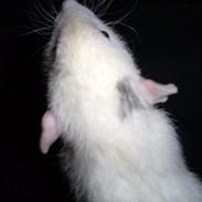 Tamrotte My Pets-dk Teddy