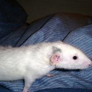 Tamrotte My Pets-dk Teddy