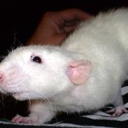 Tamrotte My Pets-dk Teddy