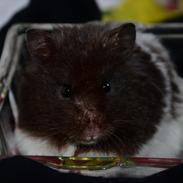 Hamster Hubert ~ Mybern.