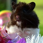 Hamster Hubert ~ Mybern.