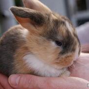 Kanin |DV| Cille's Sprinter