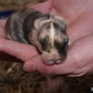 Kanin |DV| Cille's Sprinter