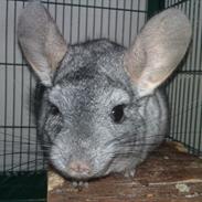 Chinchilla Chili