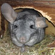 Chinchilla Chili