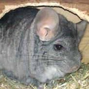Chinchilla Chili