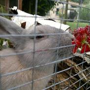 Kanin Min øjensten !Ninus<3<3