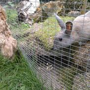 Kanin Min øjensten !Ninus<3<3