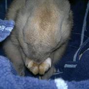 Kanin Min øjensten !Ninus<3<3