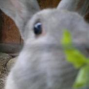 Kanin Min øjensten !Ninus<3<3