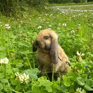 Kanin Gress Magic Atlantic city