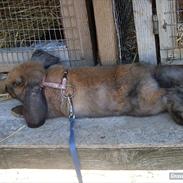 Kanin Gress Magic Atlantic city