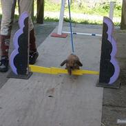 Kanin Gress Magic Atlantic city