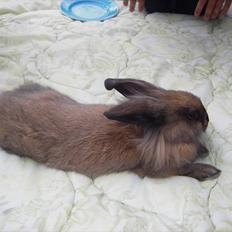 Kanin Spire fra ~Stald-Spire©~ (Stammor)