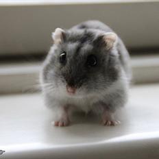 Dværghamster Kiwi RIP