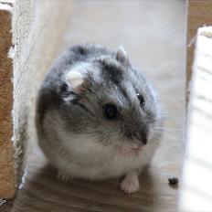 Dværghamster Kiwi RIP