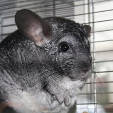 Chinchilla Pjevs