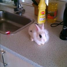 Kanin Bella ( R.I.P )