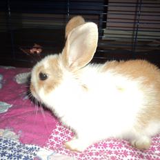 Kanin Hyggegården´s Ninus<3 (Stjernen) My little s