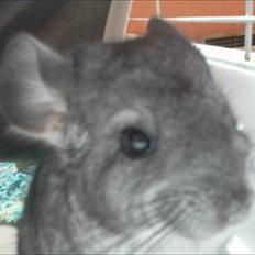 Chinchilla speedy <3 