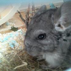 Chinchilla speedy <3 