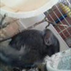 Chinchilla speedy <3 