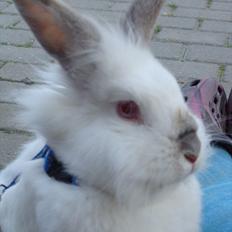 Kanin Tjørnelund's Princess