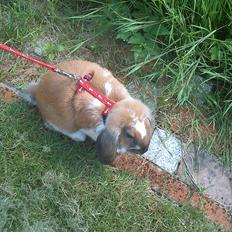 Kanin Zentas Holly-wood