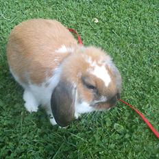 Kanin Zentas Holly-wood