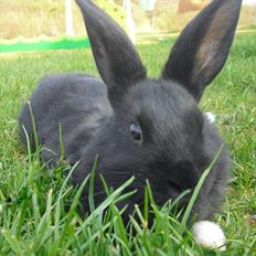 Kanin Sofiagaardens Rubber ball