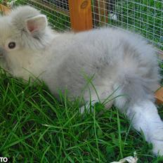 Kanin Kandie's Kokoro Alfa