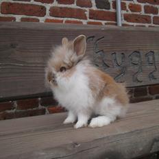 Kanin Thea. †Sleep good my angel† 