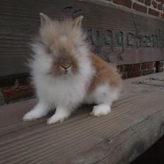 Kanin Thea. †Sleep good my angel† 