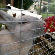 Kanin Min øjensten !Ninus<3<3