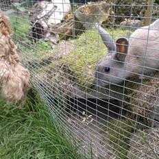 Kanin Min øjensten !Ninus<3<3