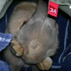 Kanin Min øjensten !Ninus<3<3