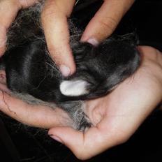 Kanin Nusser Júnior fra ~Stald-Spire©~