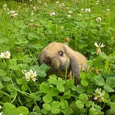Kanin Gress Magic Atlantic city