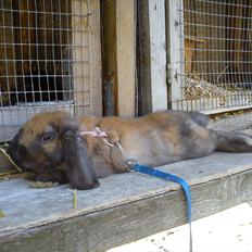 Kanin Gress Magic Atlantic city