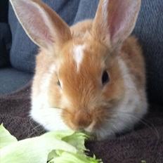 Kanin | Kong Løvefod