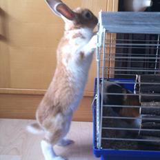 Kanin | Kong Løvefod