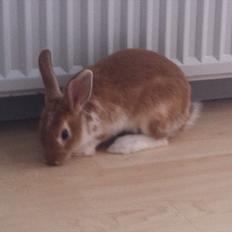 Kanin | Kong Løvefod