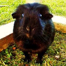 Marsvin ¨˜°º•¤ Stald Kiwis Speedy .R.I.P ¤•º°˜¨ 