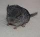 Chinchilla Dutter